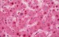 APG4B / ATG4B Antibody (C-Terminus)